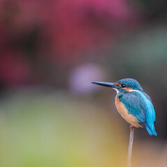 A kingfisher sitting on a piece of grass, in the style of blurred imagery, dark teal and light orange, stockphoto, tranquil gardenscapes, blue kingfisher sitting on a post with fuzzy background, in th