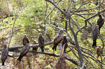 Milans noirs perchés dans un arbre