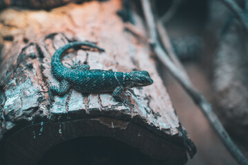 lizard on a stone