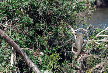 Le varan