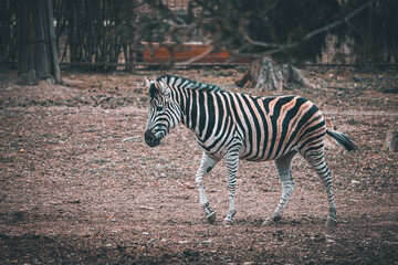 zebra in the zoo