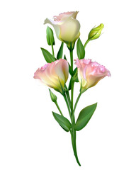 Floral background. Flower. Pink rose. Bouquet of beautiful flowers. Green leaves. Eustoma.