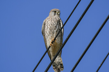 a falcon standing on a top of a buildingblackfronted kestrel on wall perched on the ledge,  hawkseye falcon in white and grey