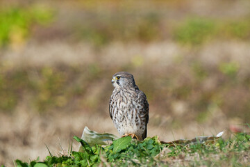 a falcon standing on a top of a buildingblackfronted kestrel on wall perched on the ledge,  hawkseye falcon in white and grey