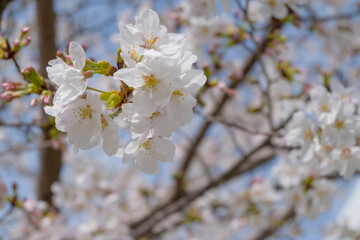 Obraz premium 桜の写真