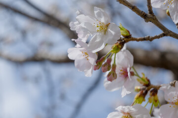 桜の写真