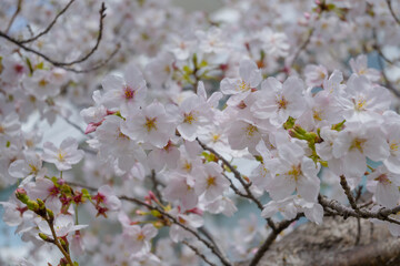 Obraz premium 桜の写真