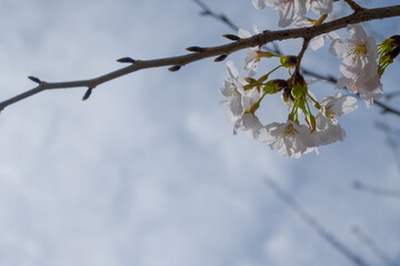 桜の写真