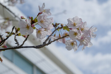 桜の写真