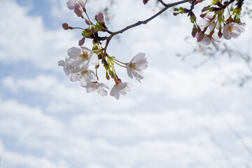 桜の写真