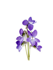 Violet flowers isolated on white background, spring flowers collection 