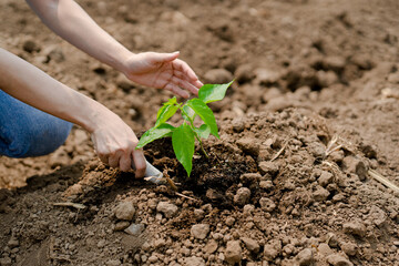 young woman volunteer planting tree in dry ground concept of save nature against climate change...
