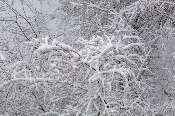 Tree branches covered with snow in winter