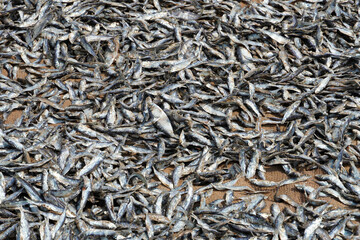 Dried fish on the market. Closeup of abundance of small dry fishes kept in the market for sale in Chennai, Tamilnadu.