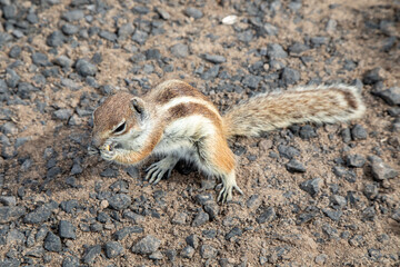 Streifenhörnchen nagt an einer Erdnuss