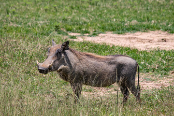 Naklejka na ściany i meble Warthog, African wild pig in savannah in Africa, in national park for animal preservation