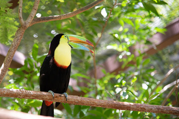 toucan on a tree branch