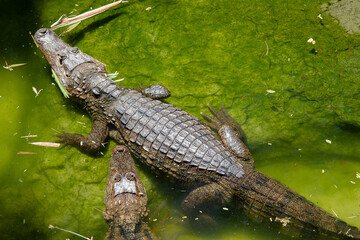 alligator in the swamp