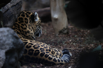 leopardo descansando // leopard resting