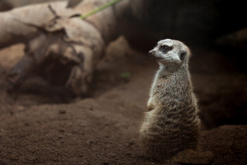Fototapeta premium suricata adulto // adult meerkat
