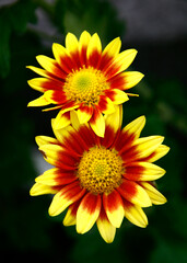 Yellow and Red Mixed Chrysanthemum