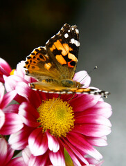 Pink and White Mixed Chrysanthemum and Butterfly