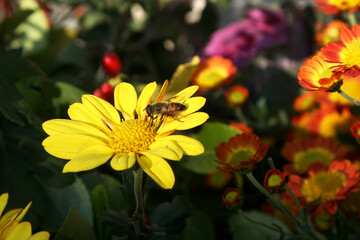 Yellow Chrysanthemum and Bee