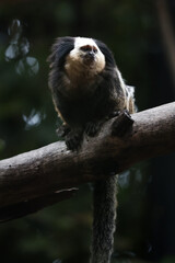 retrato de mono titi // portrait of titi monkey