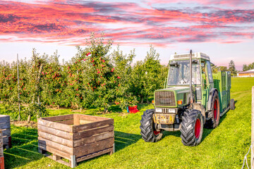 Apfelernte in Thurgau, Schweiz  © Sina Ettmer