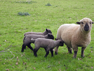 sheep and triplet lambs