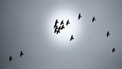 Blackbird in the sky  