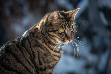 Kater