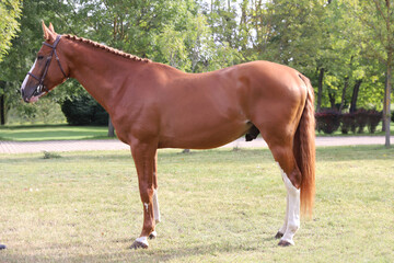 Beautiful young stallion posing at rural animal farm