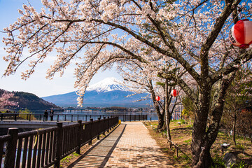 Fototapeta na wymiar 河口湖から富士山と桜のトンネル