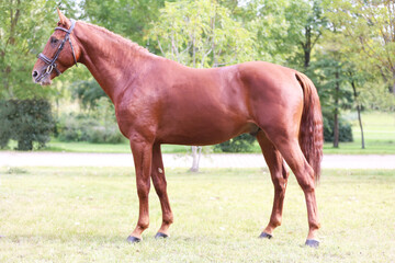 Beautiful young stallion posing at rural animal farm