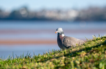 A wood pigeon on a sun lit grassy bank. Excellent composition with copy space. Background bokeh.