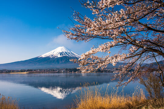 河口湖から富士山と桜 © 文明 金本