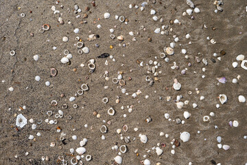 Shells on sand natural design of nature