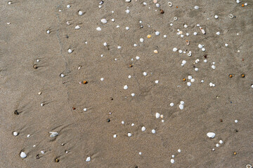 Shells on sand natural design of nature