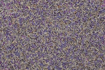 Dry lavender. Dried flowers. Fragrant wildflowers. Violet. Plant seeds. Fragrant dried flower....