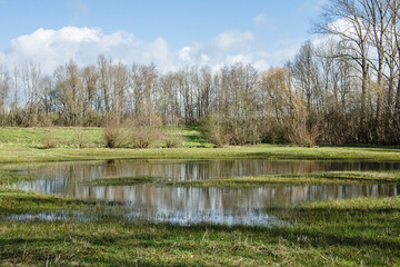 reflections of trees on the high water of the reservoirs of nature area kruisbergse Bossen in early spring