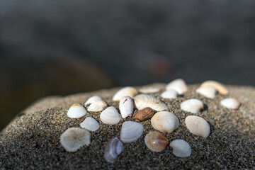 Seashells on the sand for sea summer vacation background