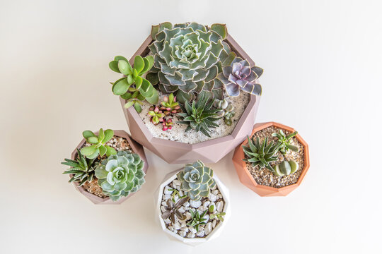 succulent terrarium in pot. florarium vase with plants. garden with miniature plants. Home indoor plants. DIY florarium.