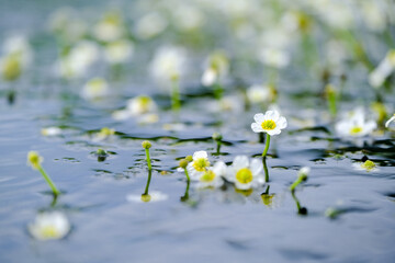 white flowers floating on the surface of the wate