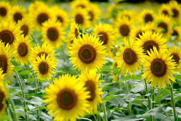 A field of sunflowers with bright yellow flowers,
