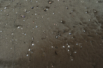 Shell on the sand is designed naturally by the crashing waves