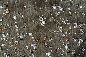 Shell on the sand is designed naturally by the crashing waves