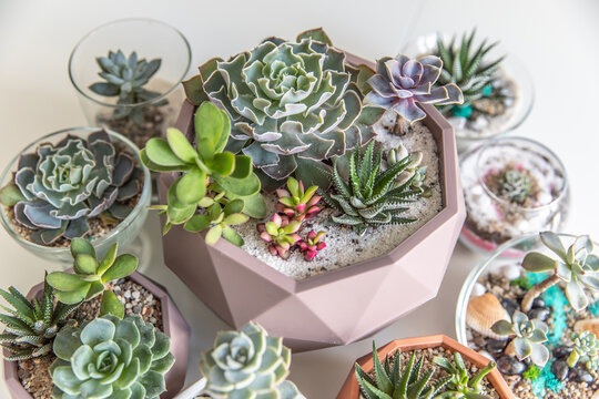 succulent terrarium in pot. florarium vase with plants. garden with miniature plants. Home indoor plants. DIY florarium.