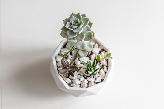 succulent terrarium in pot. florarium vase with plants. garden with miniature plants. Home indoor plants. DIY florarium.