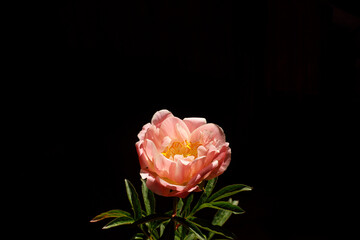 Beautiful pink peony in sunlight on dark background. Creative flower wallpaper. Artistic still life of peony in sunny room. Space for text